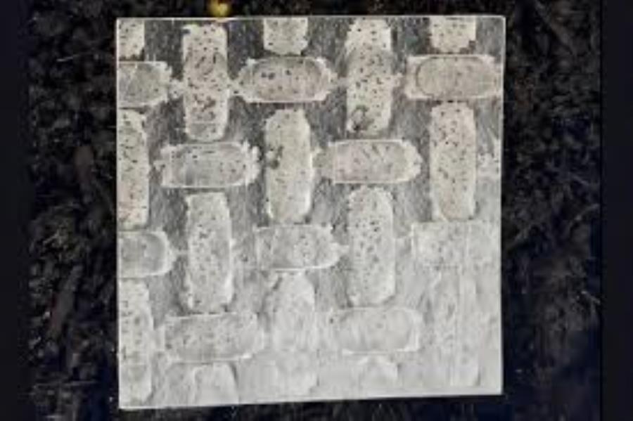 برنج به روبات نرم تبدیل می شود
